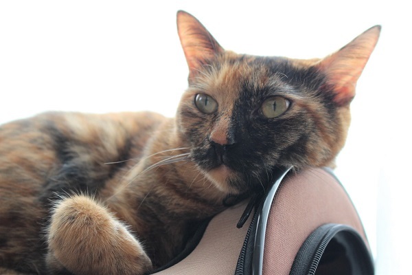 寛いでいるようで寛いでない猫 ボルドーとぺんぺん草 寛いでいるようで寛いでない猫 ボルドーとぺんぺん草