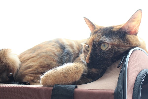 寛いでいるようで寛いでない猫 ボルドーとぺんぺん草 寛いでいるようで寛いでない猫 ボルドーとぺんぺん草