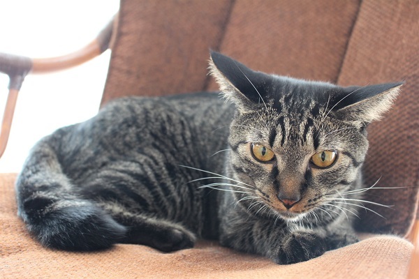 寛いでいるようで寛いでない猫 ボルドーとぺんぺん草 寛いでいるようで寛いでない猫 ボルドーとぺんぺん草