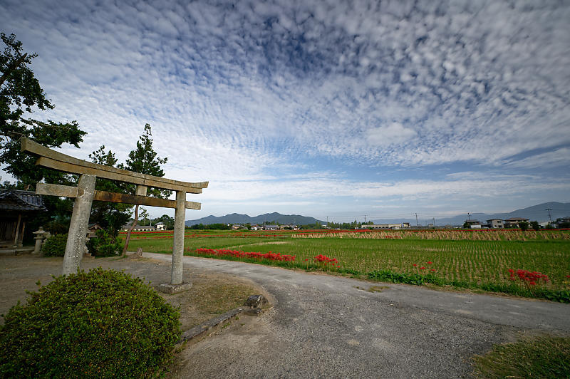 曼珠沙華@穴太 其の二_f0032011_20223229.jpg