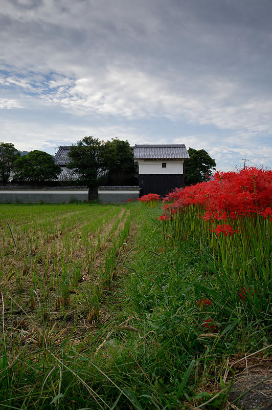 曼珠沙華@穴太 其の二_f0032011_20223237.jpg