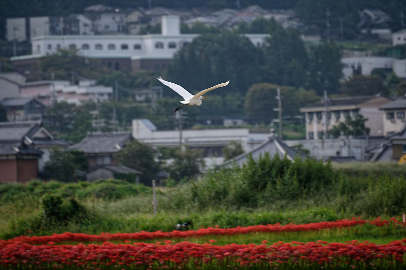 曼珠沙華@穴太 其の二_f0032011_20223274.jpg