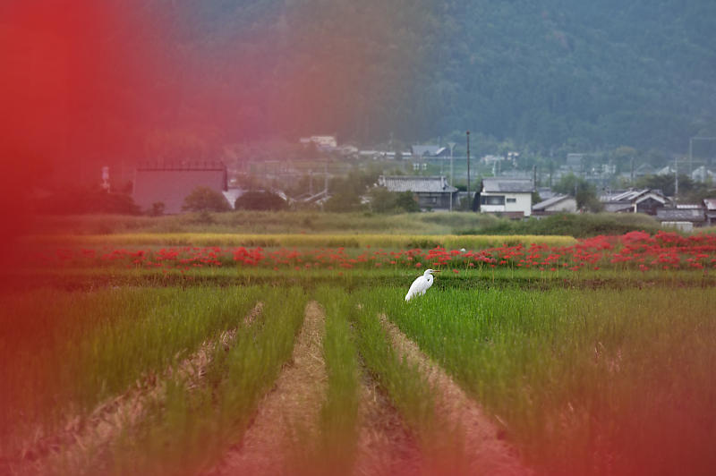 曼珠沙華@穴太 其の二_f0032011_20223350.jpg