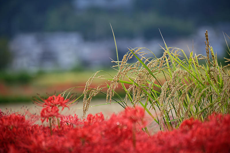 曼珠沙華@穴太 其の二_f0032011_20575687.jpg