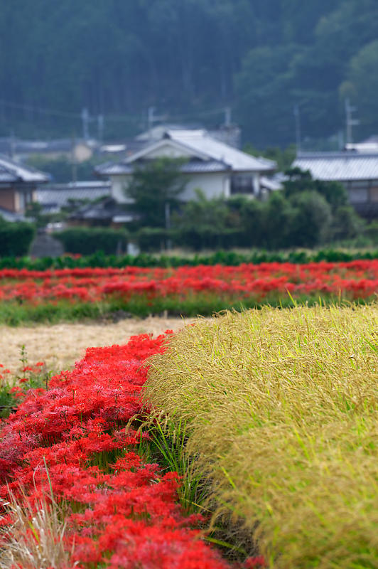 曼珠沙華@穴太 其の二_f0032011_20575694.jpg