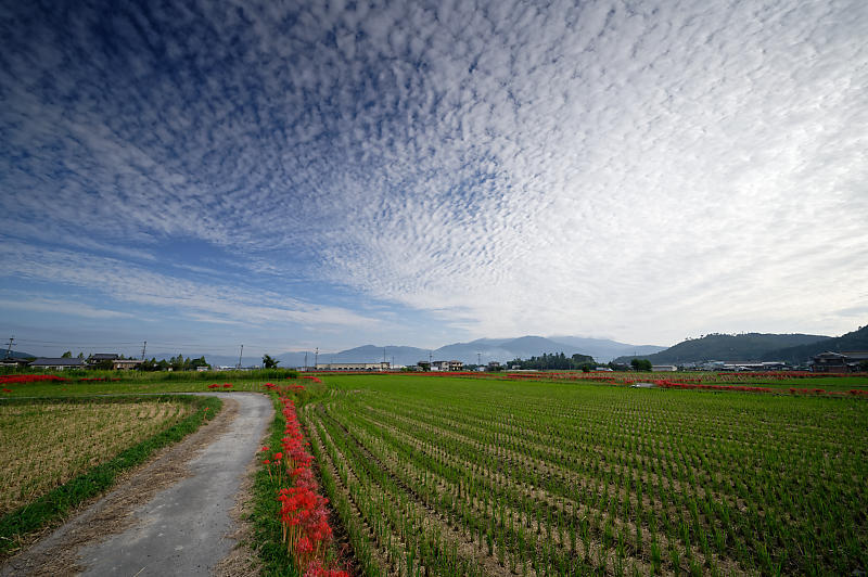 曼珠沙華@穴太 其の二_f0032011_21034464.jpg