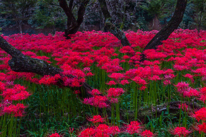 日暮れてから巾着田へ曼珠沙華を撮りに_b0010915_20432004.jpg