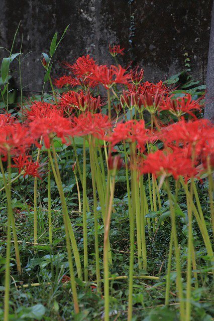 紀北町大昌寺周辺、古里温泉周辺の 彼岸花を散策(その1)(撮影:9月26日)_e0321325_16225267.jpg