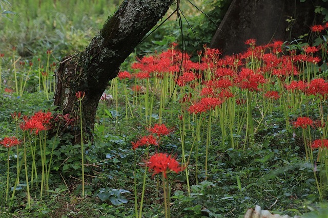 紀北町大昌寺周辺、古里温泉周辺の 彼岸花を散策(その1)(撮影:9月26日)_e0321325_16230568.jpg