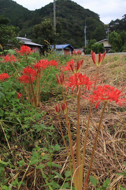 紀北町大昌寺周辺、古里温泉周辺の 彼岸花を散策(その1)(撮影:9月26日)_e0321325_16233355.jpg