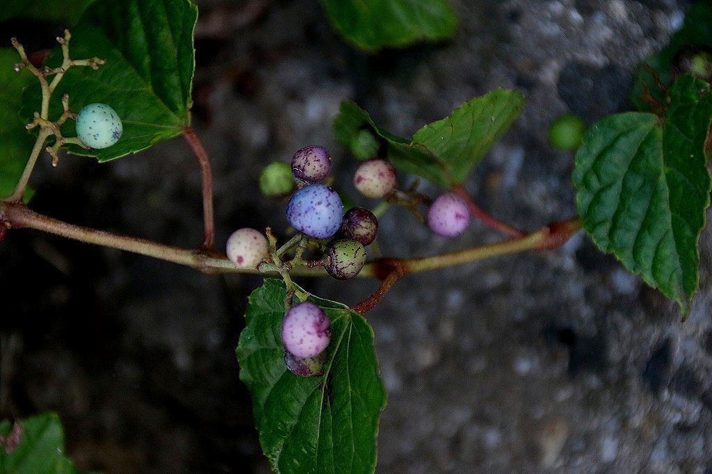 e0052135_16300878.jpg