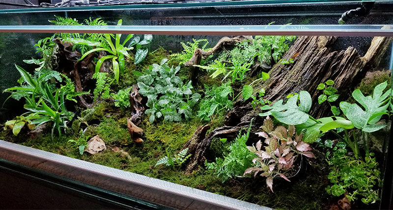 東京都中央区 Pianta X Stanza さんに大型パルダリウム施工 Zero Plants Blog 東京都中央区 Pianta X Stanza さんに大型パルダリウム施工 Zero Plants Blog