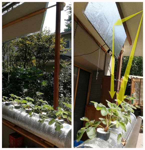 水耕栽培 日照量増加作戦 Ainame60 たまたま日記