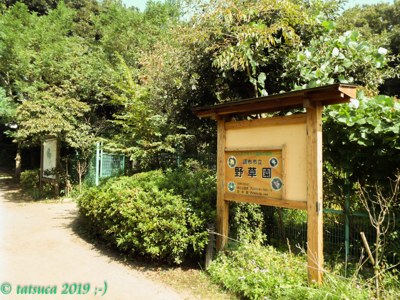 調布市野草園 ちょうふしやそうえん ハナ トリハイカー向け公園ガイド 東京近郊編 調布市野草園 ちょうふしやそうえん ハナ トリハイカー向け公園ガイド 東京近郊編