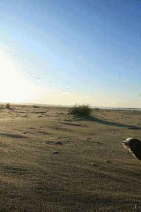 c0145250_10052945.gif