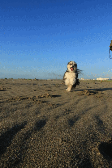 c0145250_10053645.gif