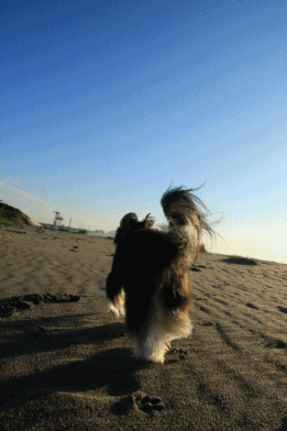 c0145250_10055503.gif