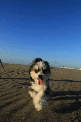 c0145250_10060712.gif