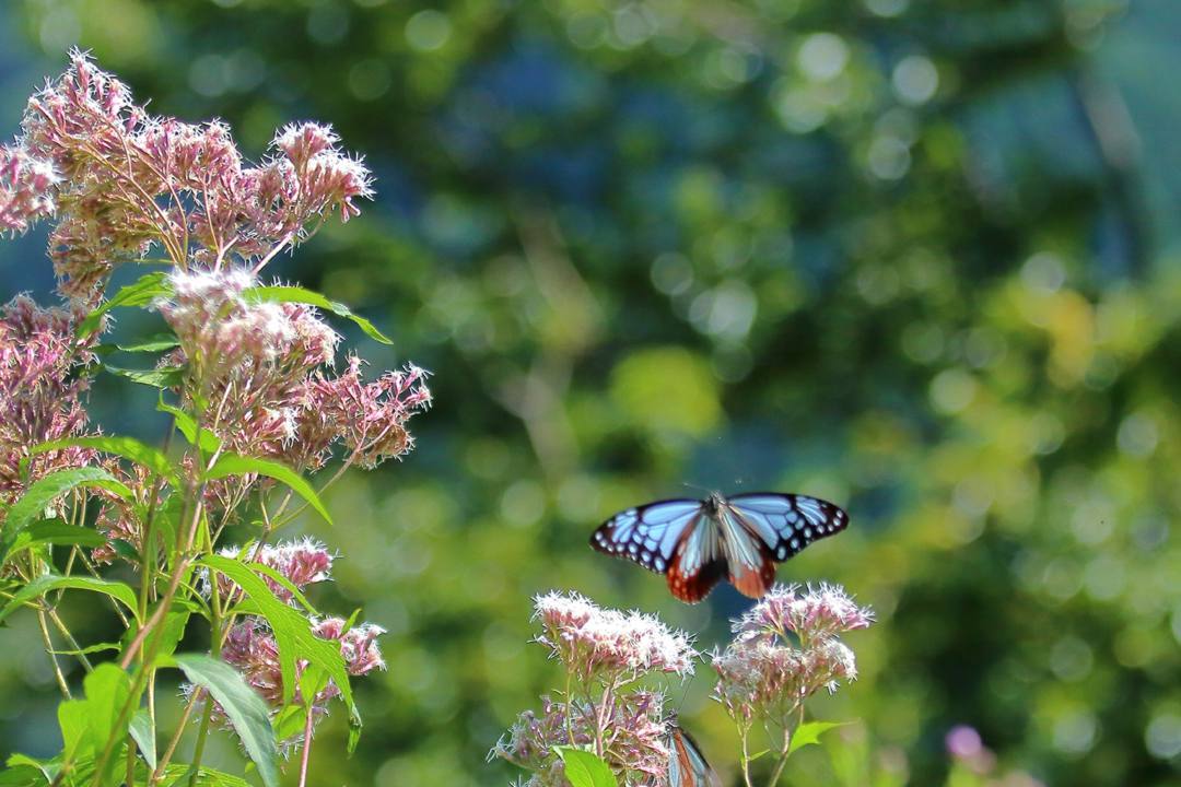 e0403850_06353560.jpg