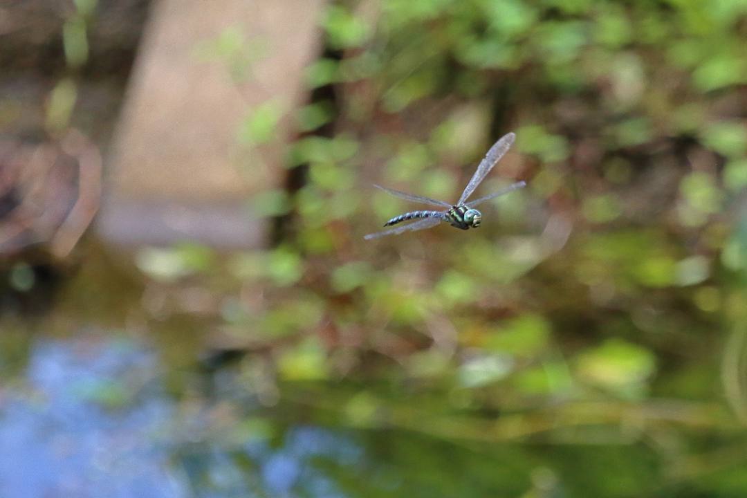 e0403850_15471887.jpg