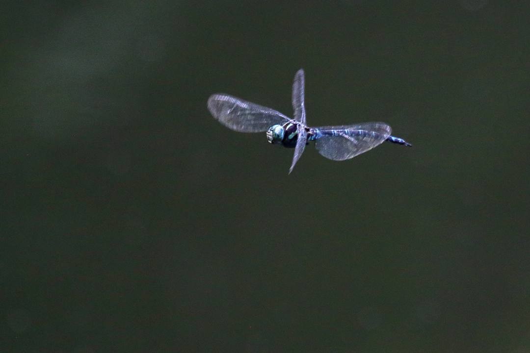 e0403850_15482415.jpg