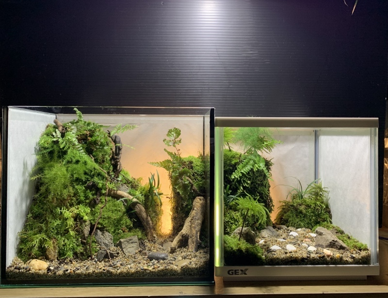 テラリウム作品、随時販売中です。 : AQUATRICKブログ〜水の言乃葉〜 テラリウム作品、随時販売中です。 : AQUATRICKブログ〜水の言乃葉〜