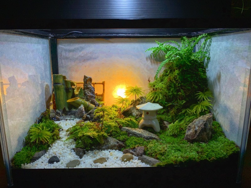 テラリウム作品、随時販売中です。 : AQUATRICKブログ〜水の言乃葉〜 テラリウム作品、随時販売中です。 : AQUATRICKブログ〜水の言乃葉〜