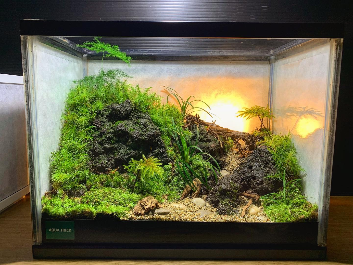 テラリウム作品、随時販売中です。 : AQUATRICKブログ〜水の言乃葉〜 テラリウム作品、随時販売中です。 : AQUATRICKブログ〜水の言乃葉〜