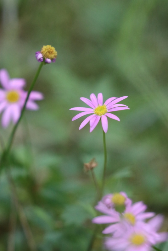 花の名前がわからぬが 可愛い花です 平凡な日々の中で