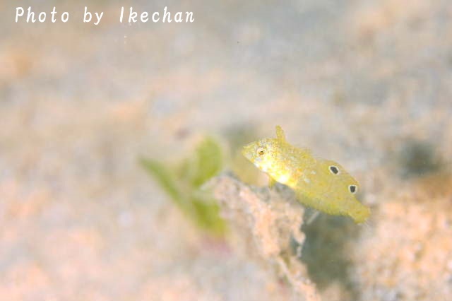 初対面は楽しい　～ホウキボシテンス幼魚～_a0155467_08004132.jpg