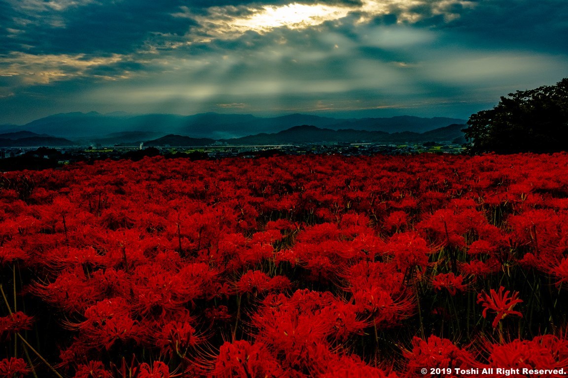 山麓線　彼岸花_c0350572_22310874.jpg