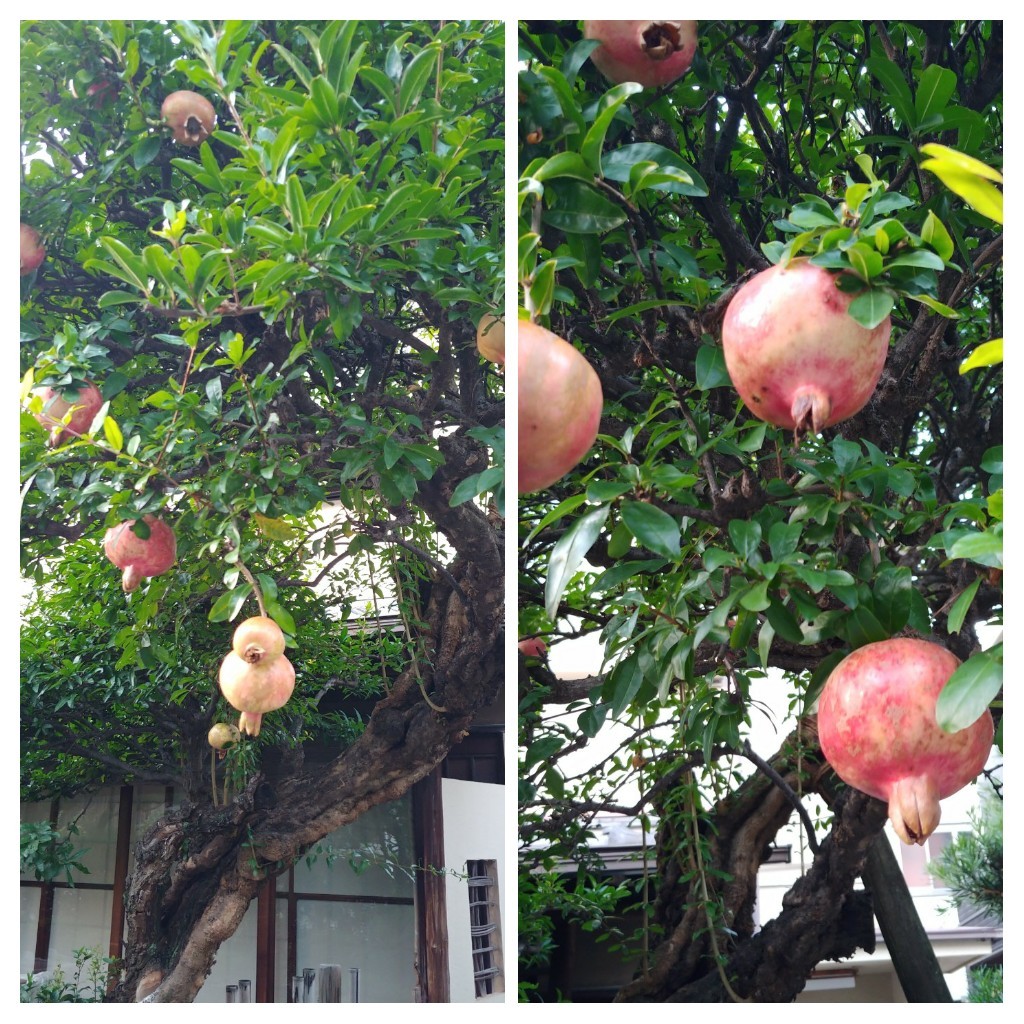 ザクロ・つゆ草?_c0162773_00460692.jpg