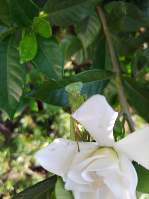 ザクロ・つゆ草?_c0162773_00474885.jpg