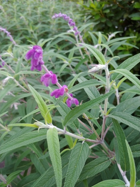 ザクロ・つゆ草?_c0162773_00491761.jpg