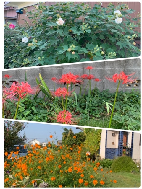 秋のお花&グッズ_e0040673_12284214.jpg