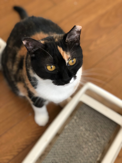 眠り猫_e0355177_14260504.jpg