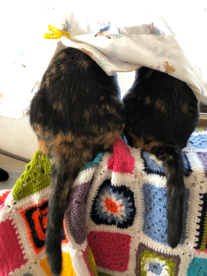 カブトガニ猫と不具合_e0355177_14260857.jpg