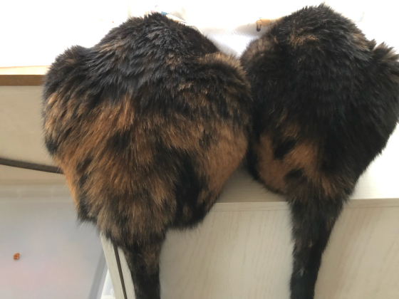 カブトガニ猫と不具合_e0355177_14263121.jpg