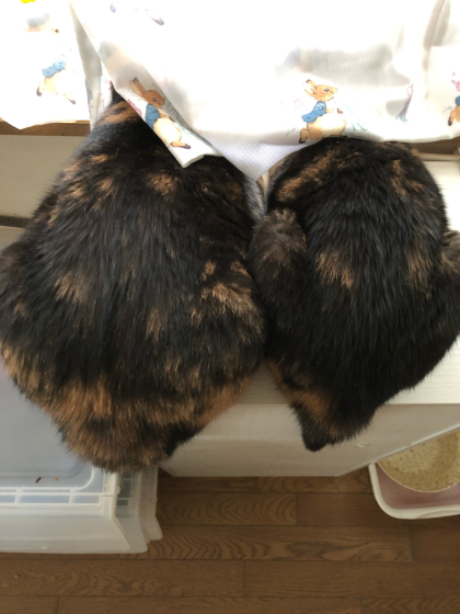 カブトガニ猫と不具合_e0355177_14263514.jpg
