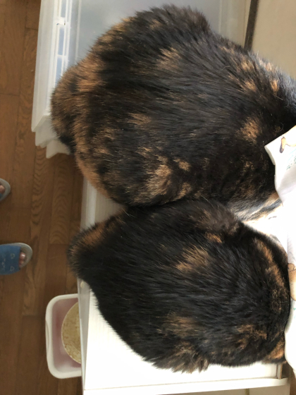 カブトガニ猫と不具合_e0355177_14263838.jpg