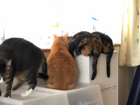 カブトガニ猫と不具合_e0355177_14263986.jpg