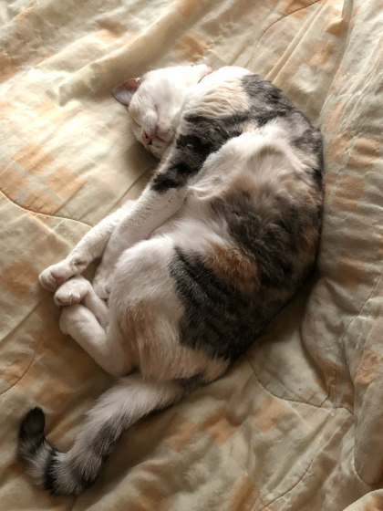 眠り猫_e0355177_14281925.jpg
