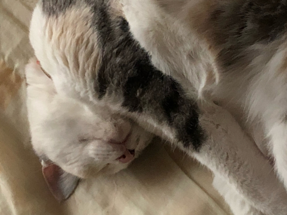 眠り猫_e0355177_14281963.jpg