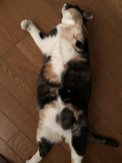 眠り猫_e0355177_14282132.jpg