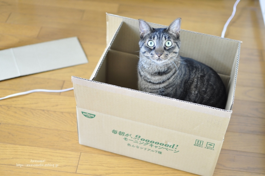 ココットダッチオーブンが便利過ぎて。_e0359481_21441653.jpg