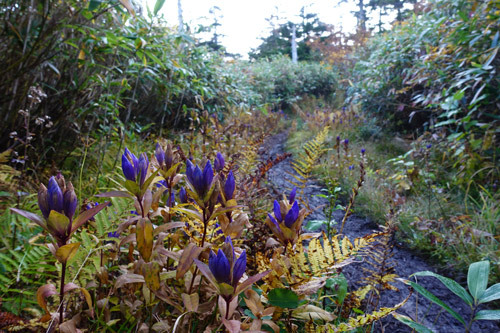 裏岩手縦走　 畚岳⇒松川温泉_a0157297_22021805.jpg