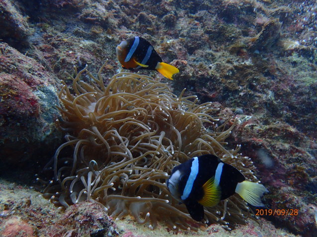 e0115199_16450410.jpg