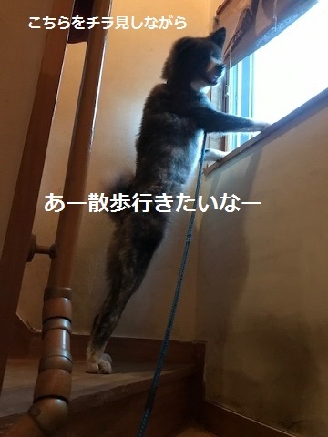 根負けして。。_f0242002_10545029.jpg