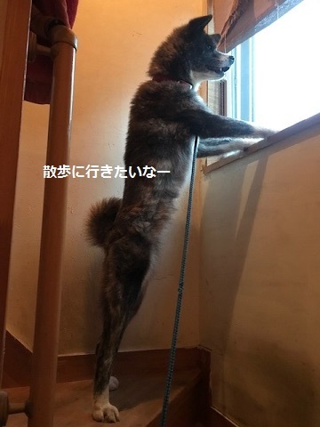 根負けして。。_f0242002_10545425.jpg