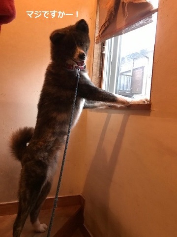 根負けして。。_f0242002_10550034.jpg